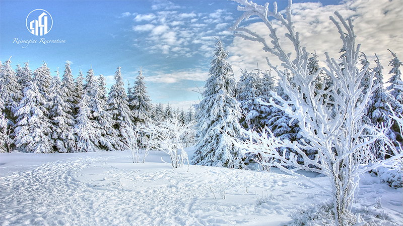 Image of trees covered in snow